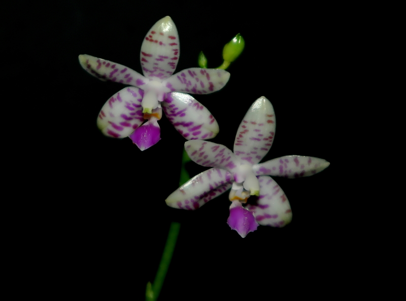2021-02-07 Phalaenopsis lueddemanniana 3 - Kopie.JPG