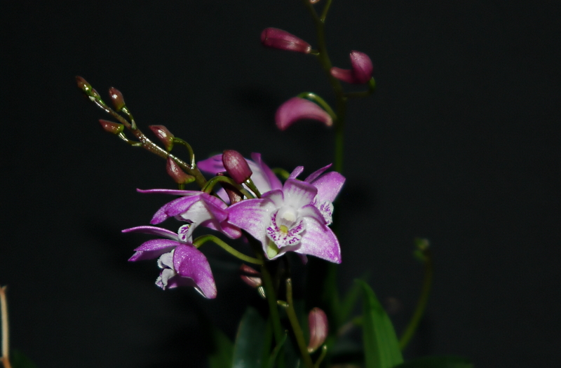 2021-02-13 Dendrobium kingianum 6 - Kopie.JPG