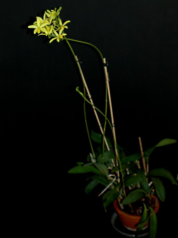2021-03-05 Cattleya crispata (syn. Laelia flava) 10 - Kopie.JPG