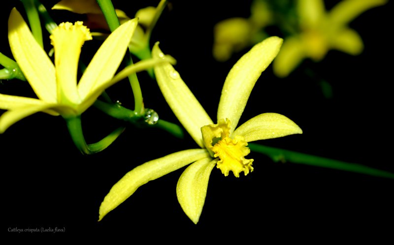 2021-03-05 Cattleya crispata (syn. Laelia flava) 6 - Kopie.JPG