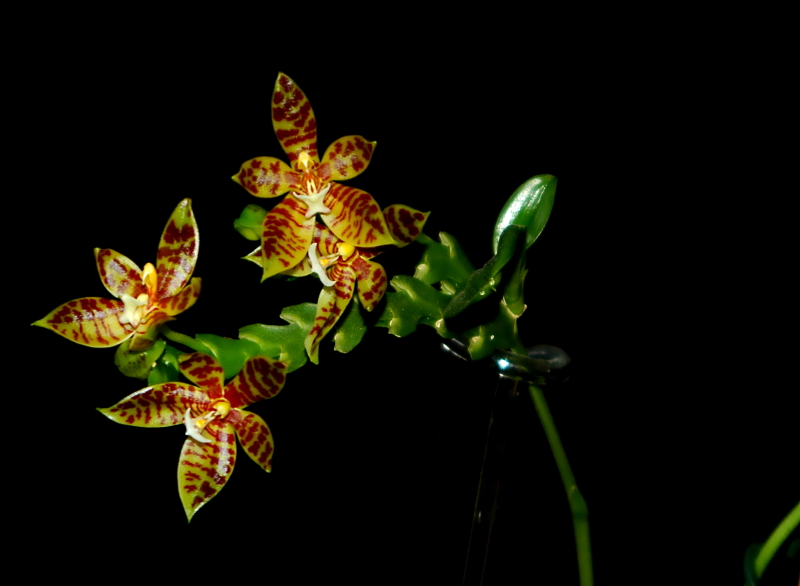 2021-05-13 Phalaenopsis cornu-cervi 6 - Kopie.JPG