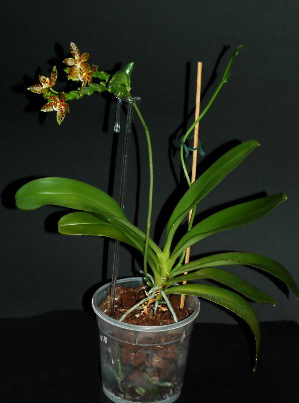 2021-05-13 Phalaenopsis cornu-cervi 9 - Kopie.JPG
