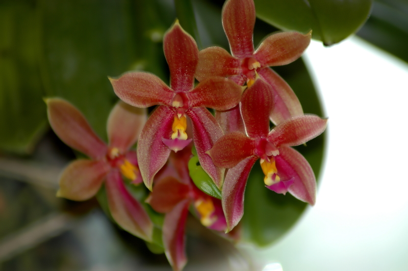 2021-06-13 Phalaenopsis Spirit of Borneo 4 - Kopie.JPG