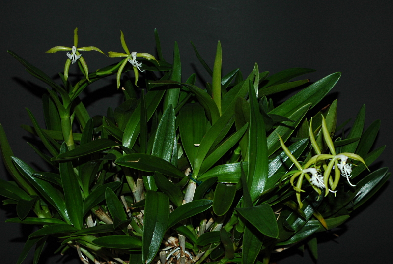 2021-11-17 Epidendrum ciliare  4 - Kopie.JPG