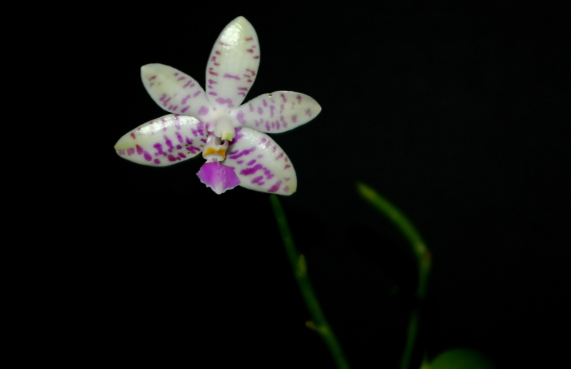 2022-02-15 Phalaenopsis lueddemanniana14 - Kopie.JPG