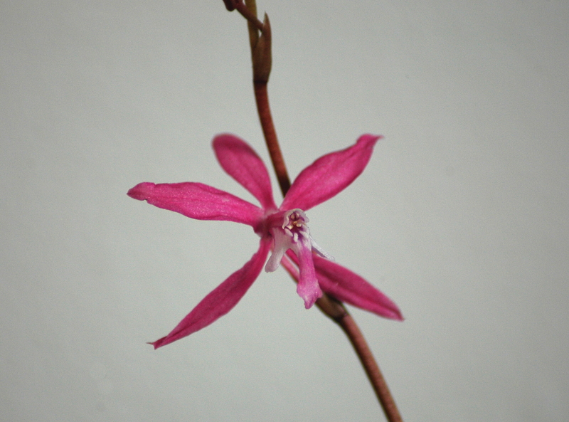 2022-10-14 Oncidium roseoides (Cochlioda rosea 3 - Kopie.JPG