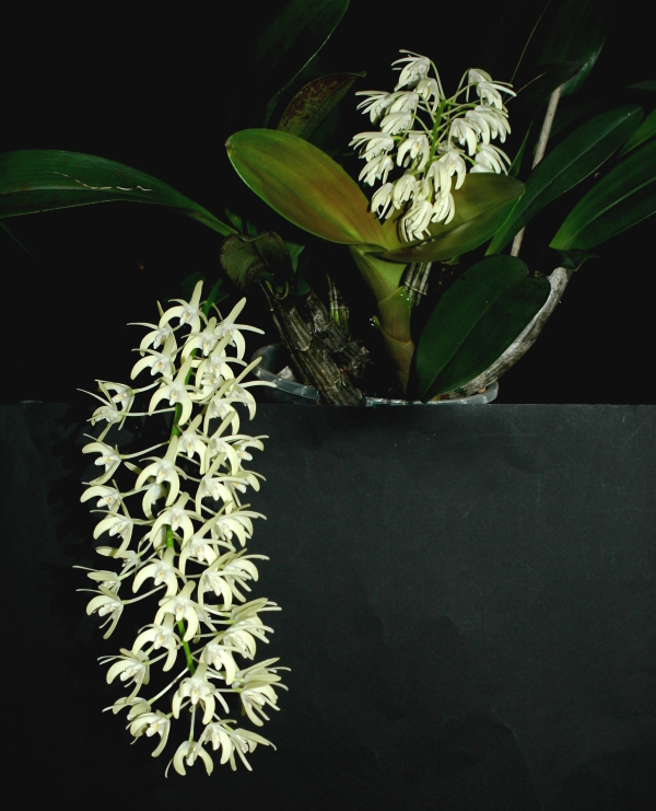 2023-02-24 Dendrobium speciosum 6 - Kopie.JPG