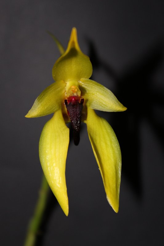 Bulbophyllum_carunculatum_0039.JPG