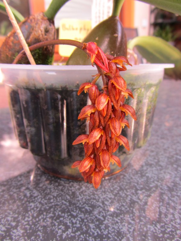 Bulbophyllum_morphologorum_2705.JPG