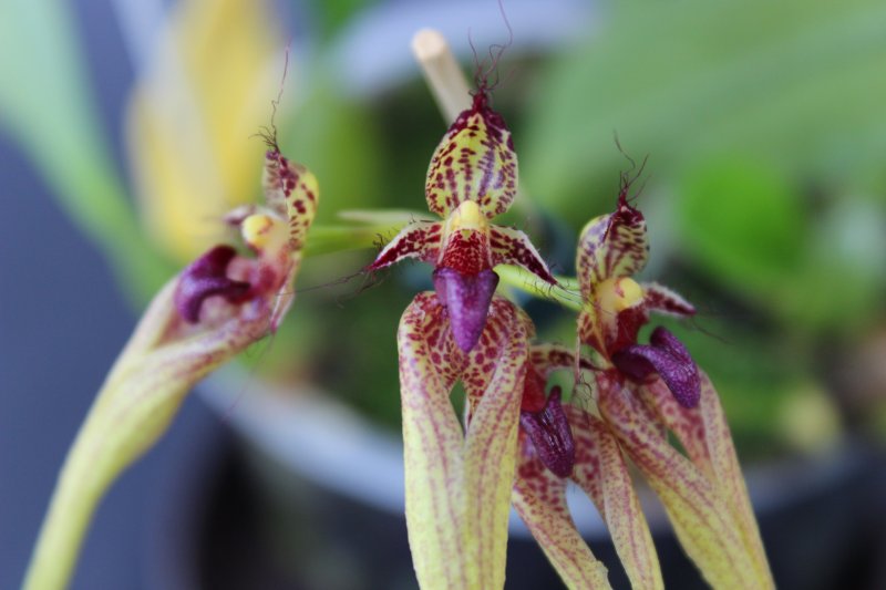 Bulbophyllum_ornatissimum_x_careyanum_0049.JPG