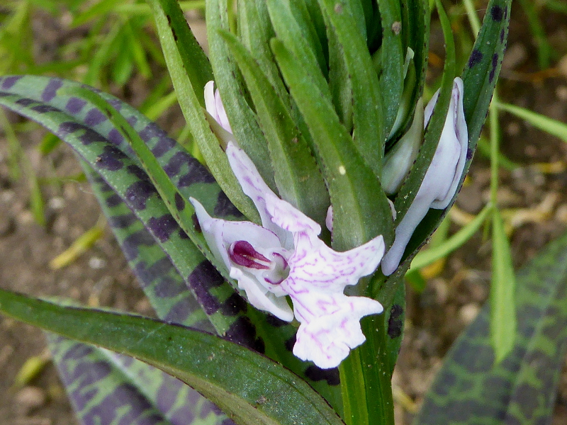 Dactylorhiza maculata o. fuchsii Mai 2015 (2).JPG