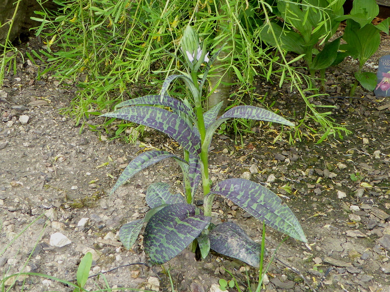 Dactylorhiza maculata o. fuchsii Mai 2015.JPG
