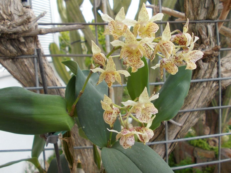 Dendrobium aberrans x polysema.JPG