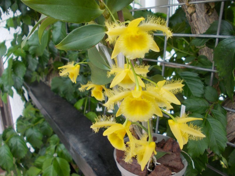 Dendrobium harveanum.JPG