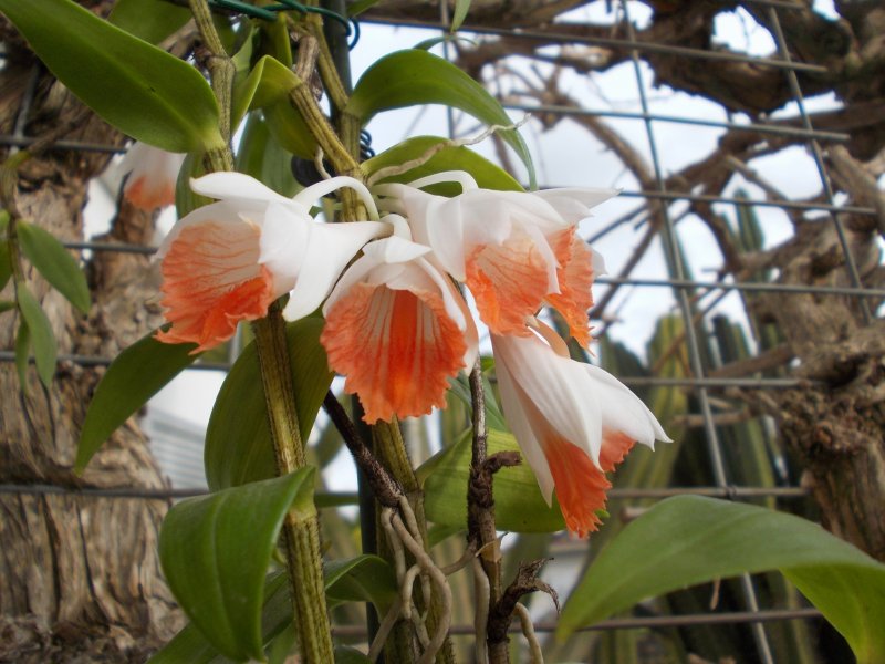 Dendrobium jaintianum.JPG