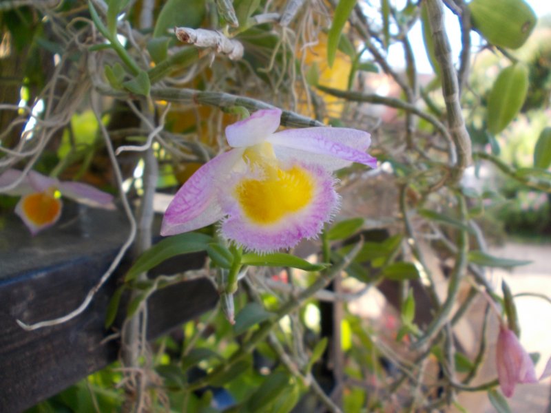 Dendrobium loddigesii.JPG