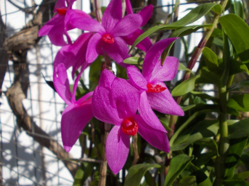 Dendrobium sulawesii.JPG