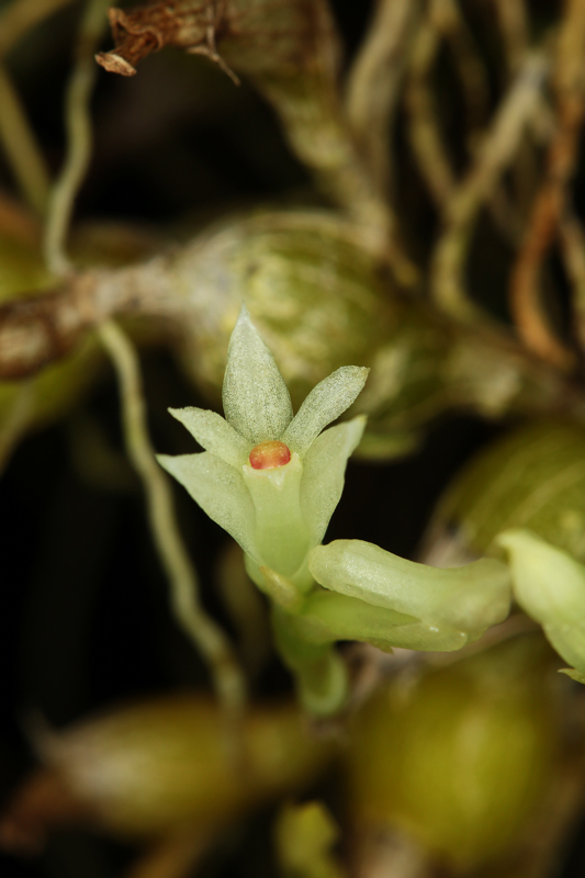 Dendrobium_parvulum.jpg