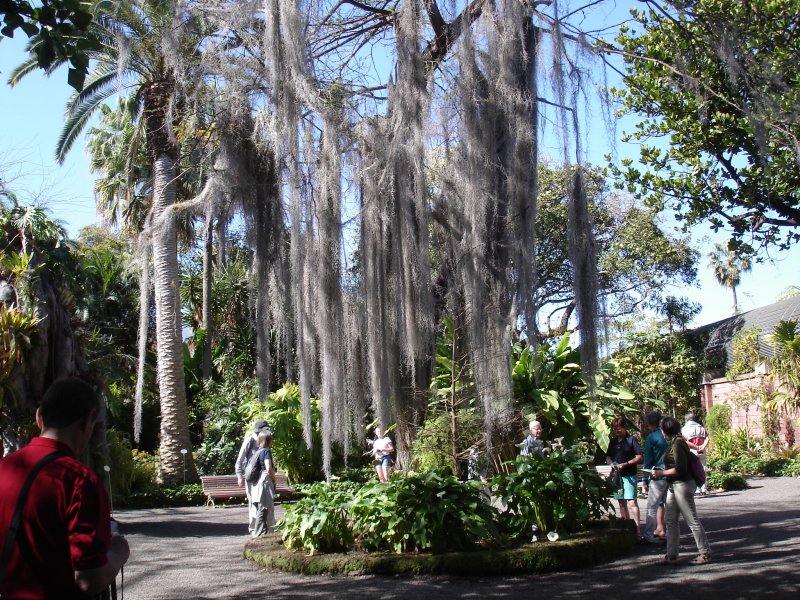 Botanischer Garten in Puerto de la Cruz, Teneriffa | Orchideenforum
