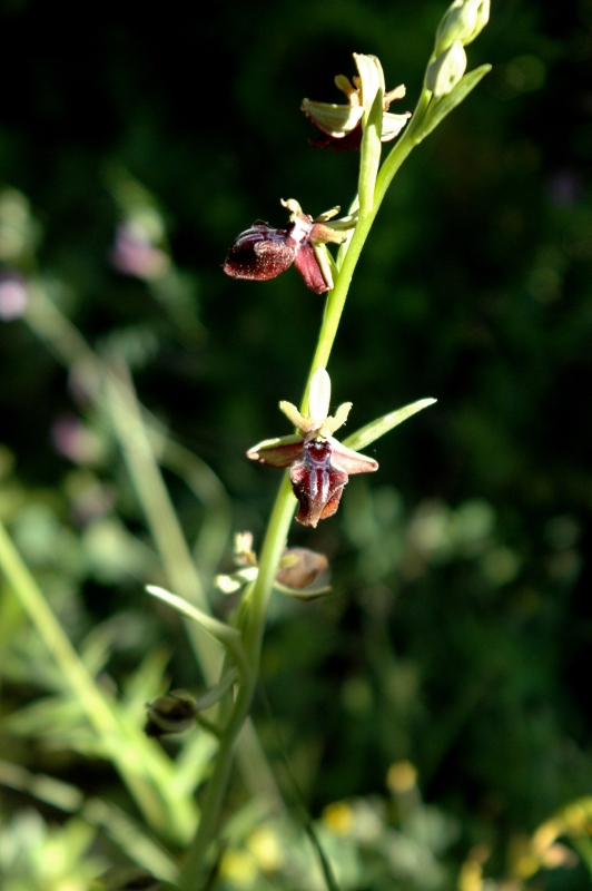 DSC_0047 Ophrys mammosa - Kopie.JPG