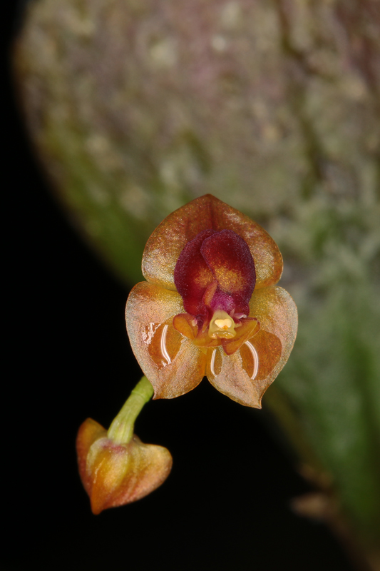 Lepanthes_imbricans.jpg