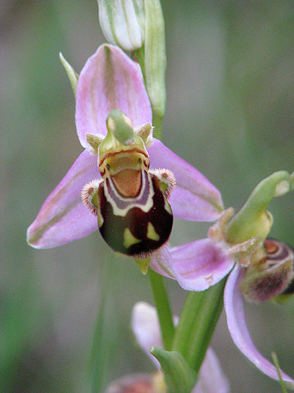 ophrys1.jpg