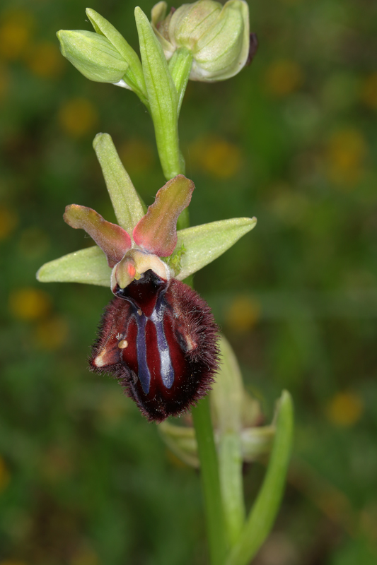 Ophrys_incubacea.jpg