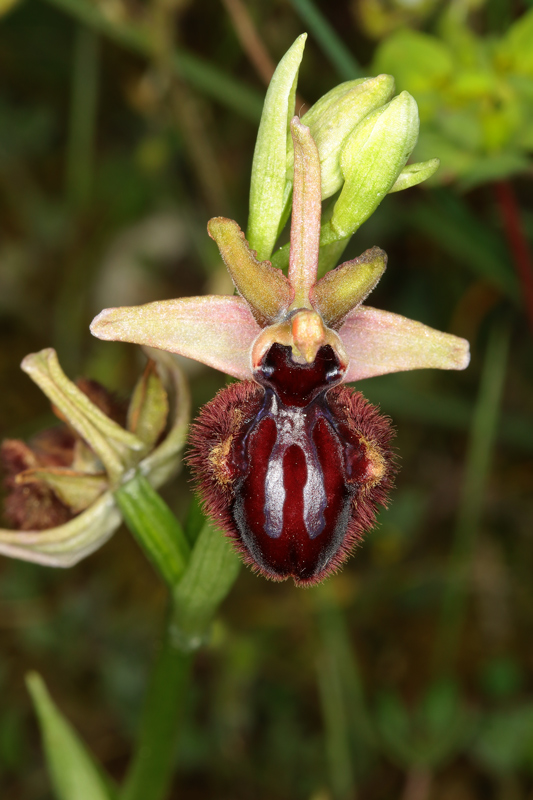 Ophrys_incubaceaT5_1.jpg