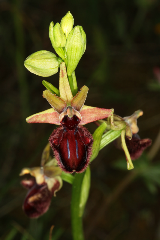 Ophrys_incubaceaT5_2.jpg