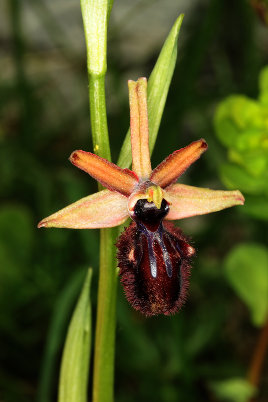 Ophrys_incubaceaT5_4.jpg
