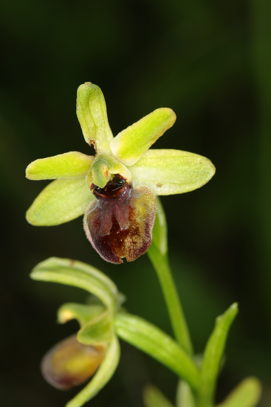 Ophrys_sphegodes_T5.jpg