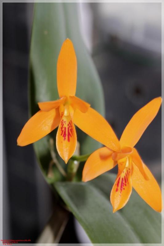 Orchidee Cattleya aurantiaca (35).jpg