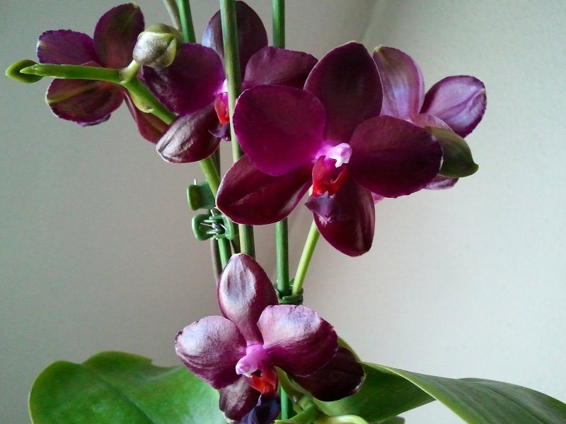 Orchidee - Feb. 2014.jpg