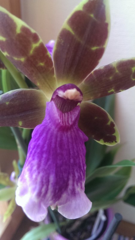 Orchidee3.jpg