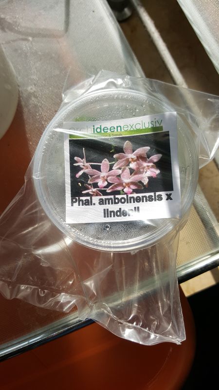 Phalaenopsis amboinensis x Lindenii 2.jpg