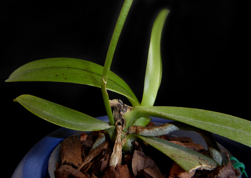 Phalaenopsis cornu-cervi Dark Red Juni 2015 (2).JPG