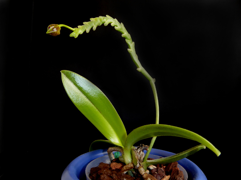 Phalaenopsis cornu-cervi Dark Red Juni 2015.JPG