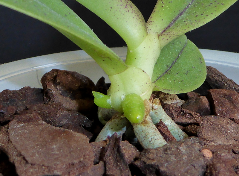 Phalaenopsis cornu-cervi Dark Red Kindel Mai 2015 (2).JPG