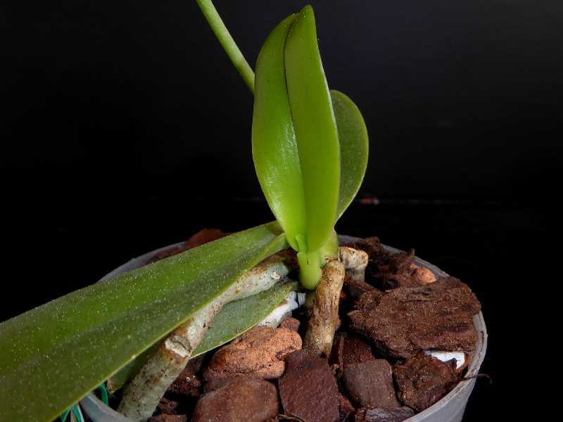 Phalaenopsis cornu-cervi Dark Red Mutterpflanze Mai 2015 (2).JPG