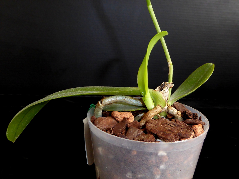 Phalaenopsis cornu-cervi Dark Red Mutterpflanze Mai 2015.JPG