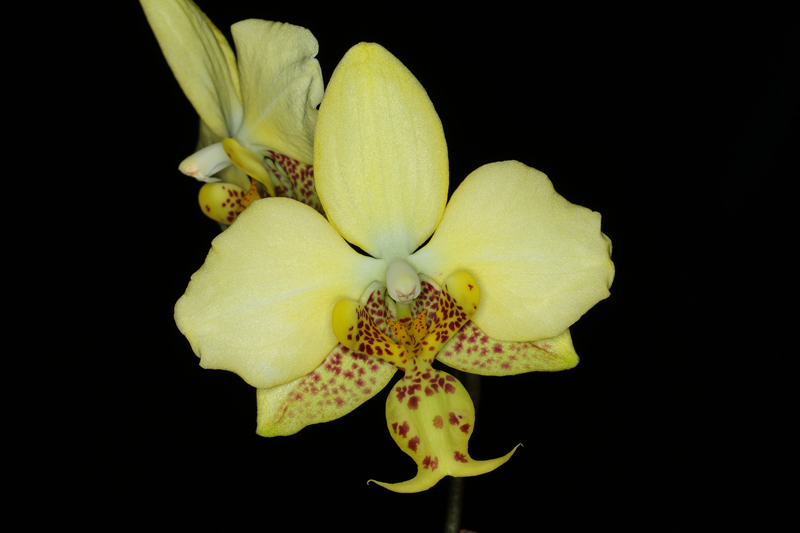 Phalaenopsis-stuartiana_nobilis2.jpg