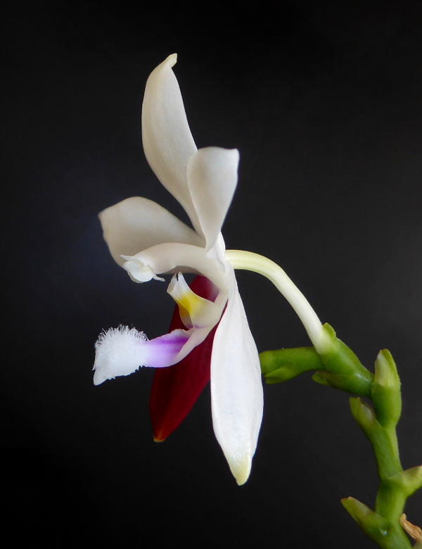 Phalaenopsis tetraspis C#1 Mai 2015 (3).JPG