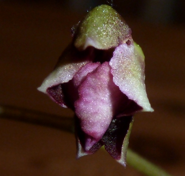 Tolumnia variegata Hyb. Nov. 2014.JPG