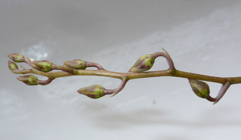 Tolumnia variegata Hyb. Okt. 2014.JPG