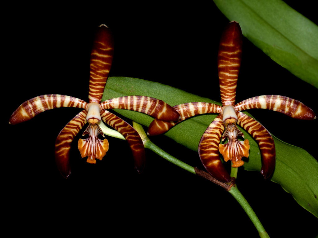 Arachnis clarkei - Synonym: Esmeralda clarkei