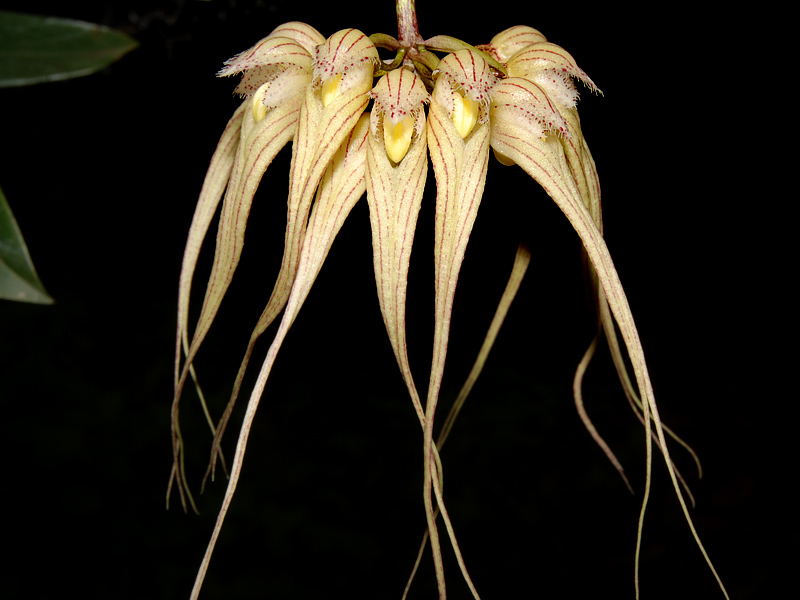 Bulbophyllum sanguineopunctatum