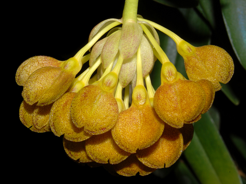 Bulbophyllum spathulatum