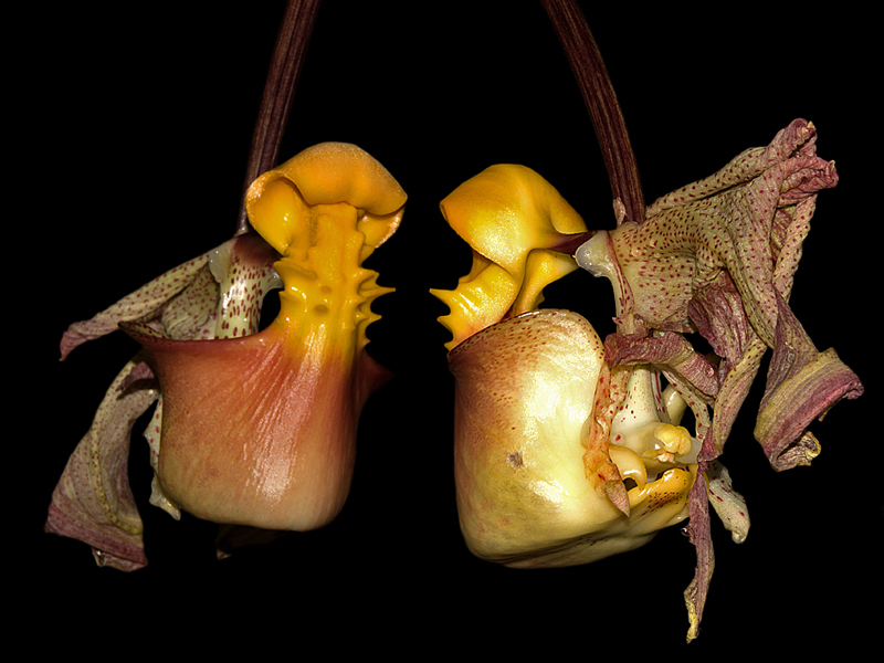 Coryanthes feildingii