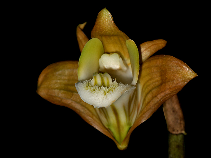 Dendrobium olivaceum