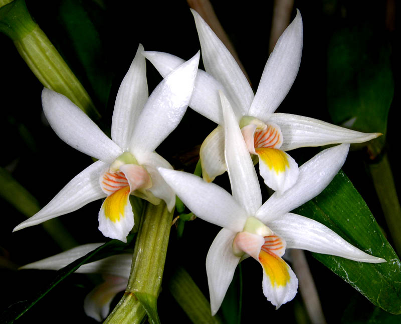 Dendrobium sutepense